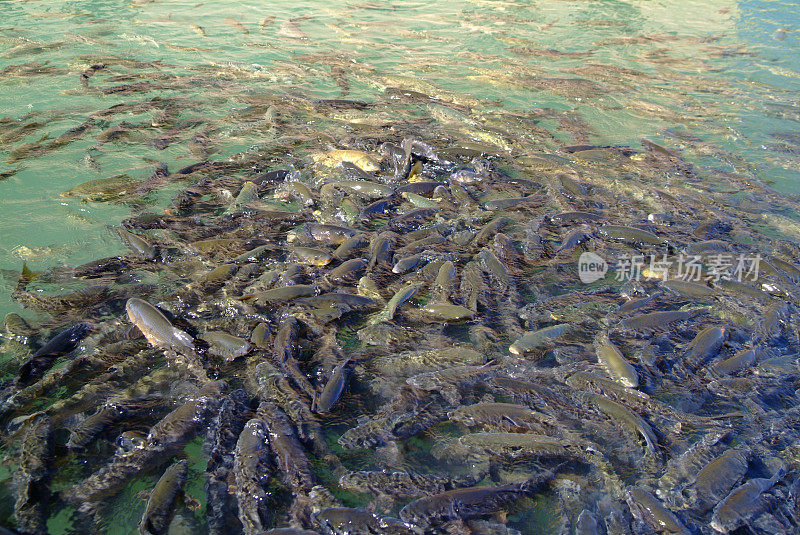 鱼湖(Balikli Gol)， Sanliurfa，火鸡